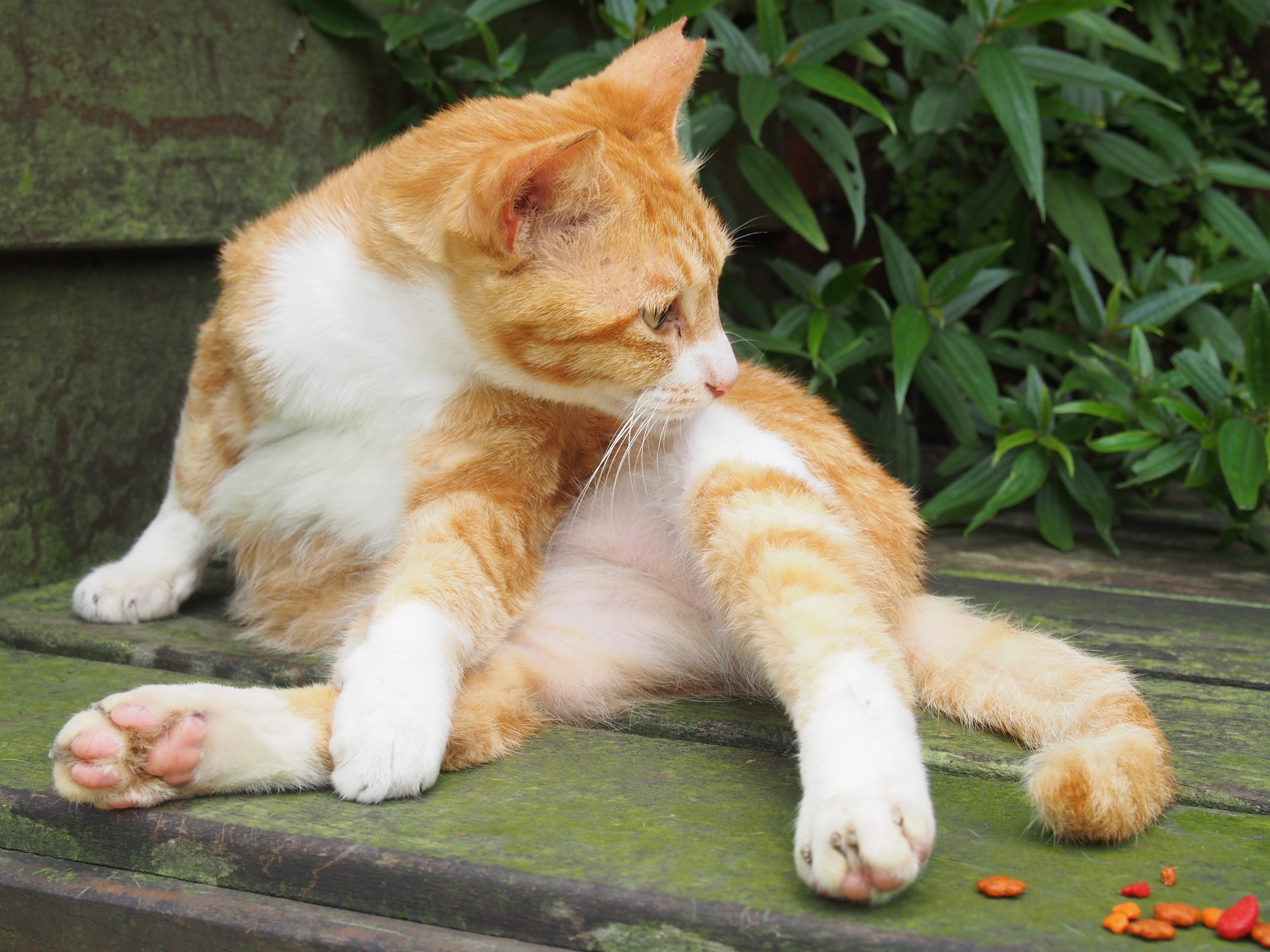 台湾の猫村 猴硐 ホウトン の遊び方まとめ 台北 九份の近く Tabigate 台湾の猫村 猴硐 ホウトン の遊び方まとめ 台北 九份の近く Tabigate